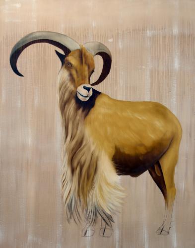  mouflon à manchettes ammotragus lervia Thierry Bisch artiste peintre contemporain animaux tableau art décoration biodiversité conservation 